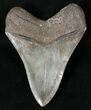 Top Quality Megalodon Tooth - Serrated #16224-2